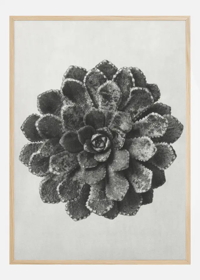Grey Flower II Poster