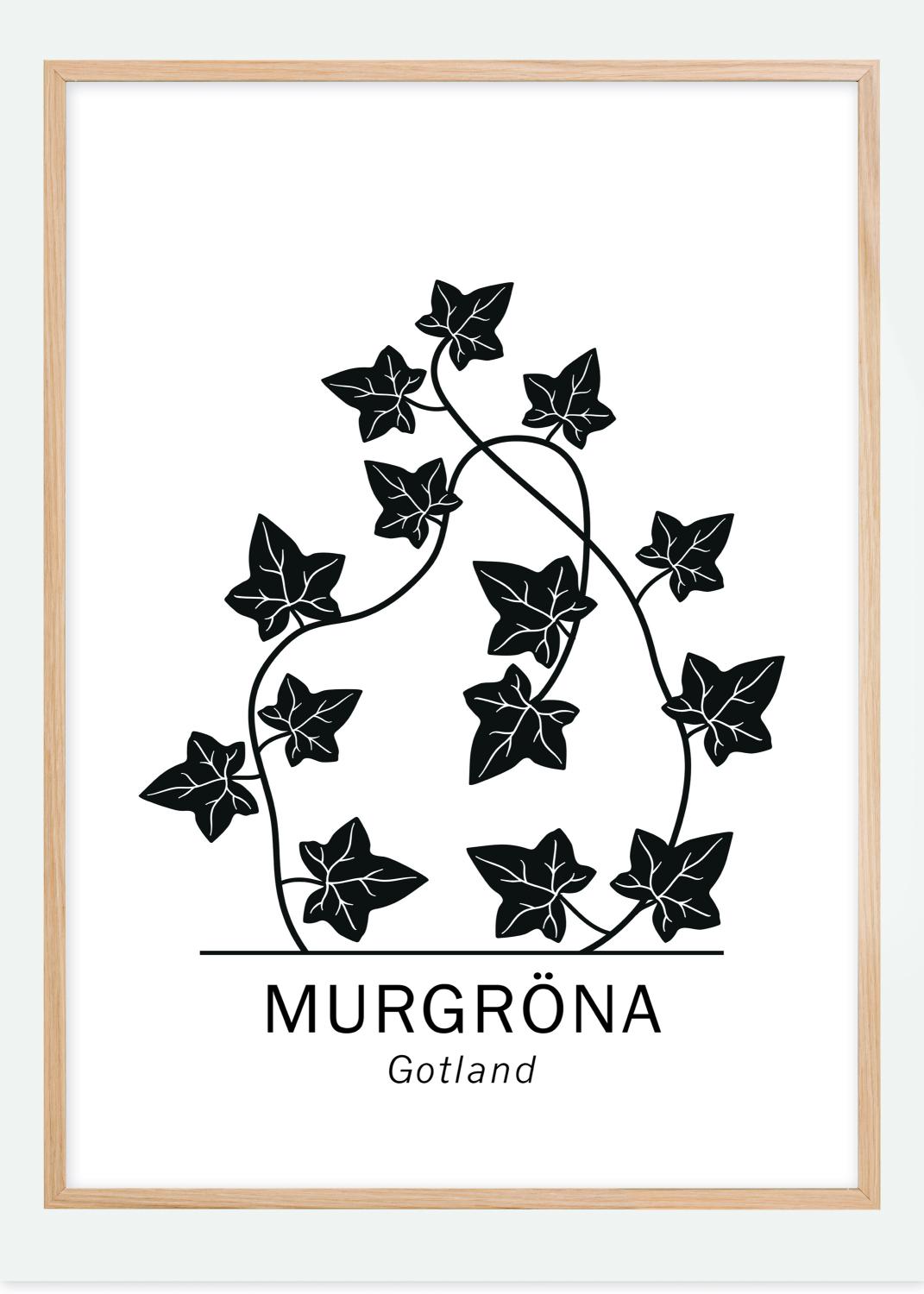 Murgröna - Gotland Poster (70x100 cm)