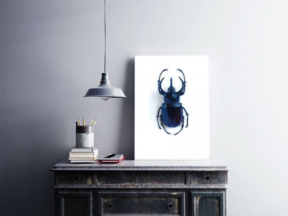 Skalbagge - 50x70 cm Poster