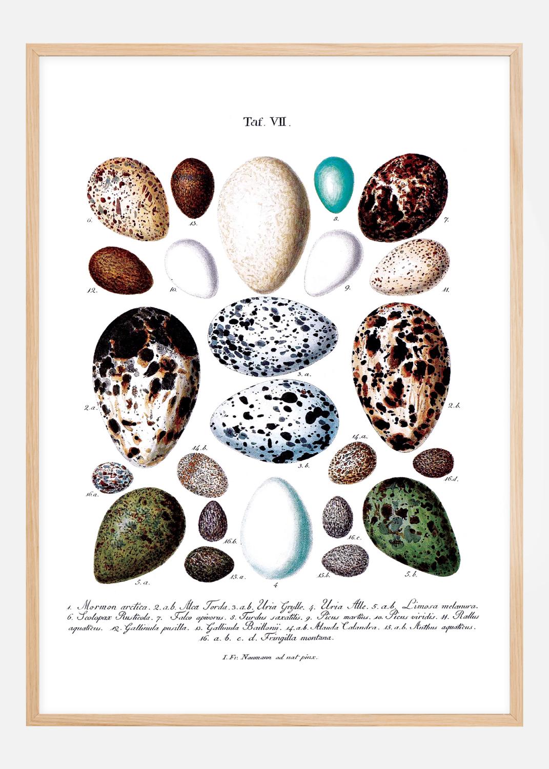 Skolfågelägg Poster (70x100 cm)