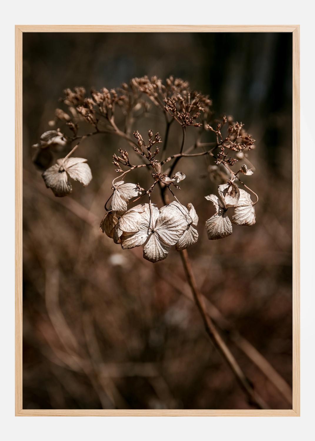 Dried up Poster (50x70 cm)