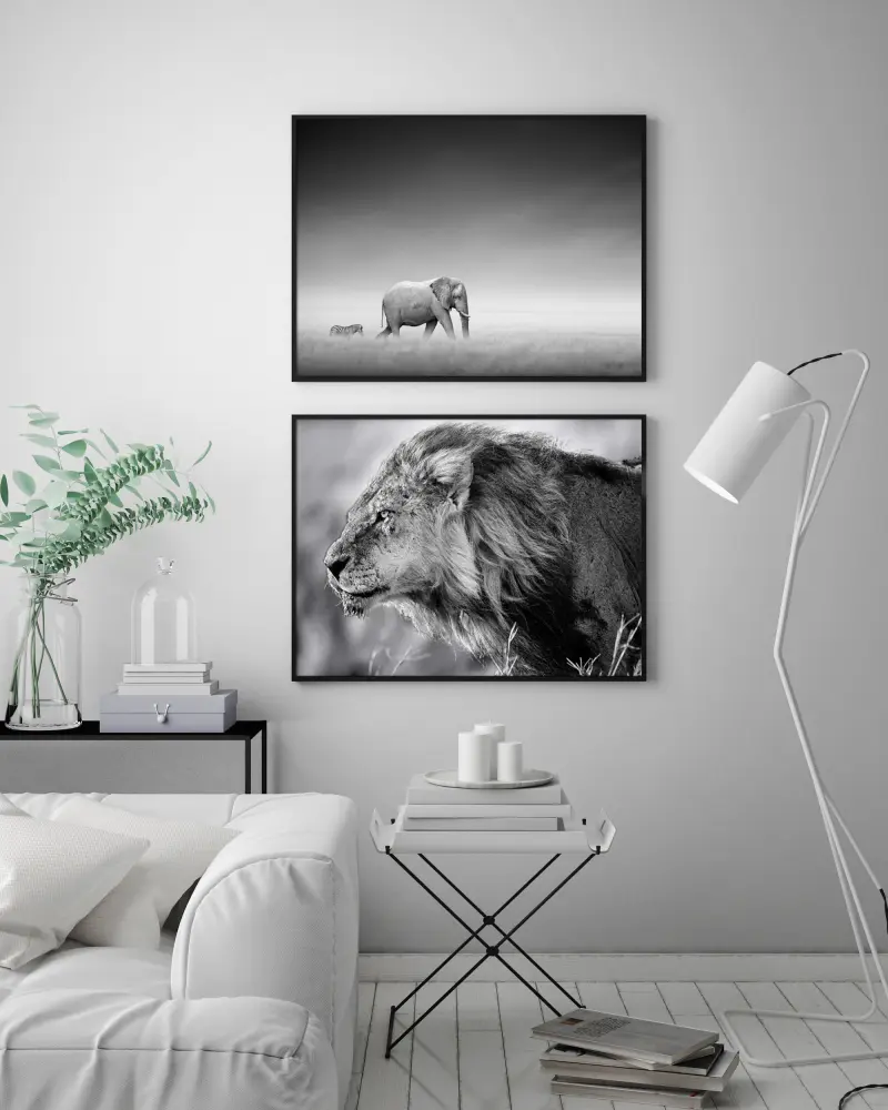 Lejon - 50x70 cm Poster