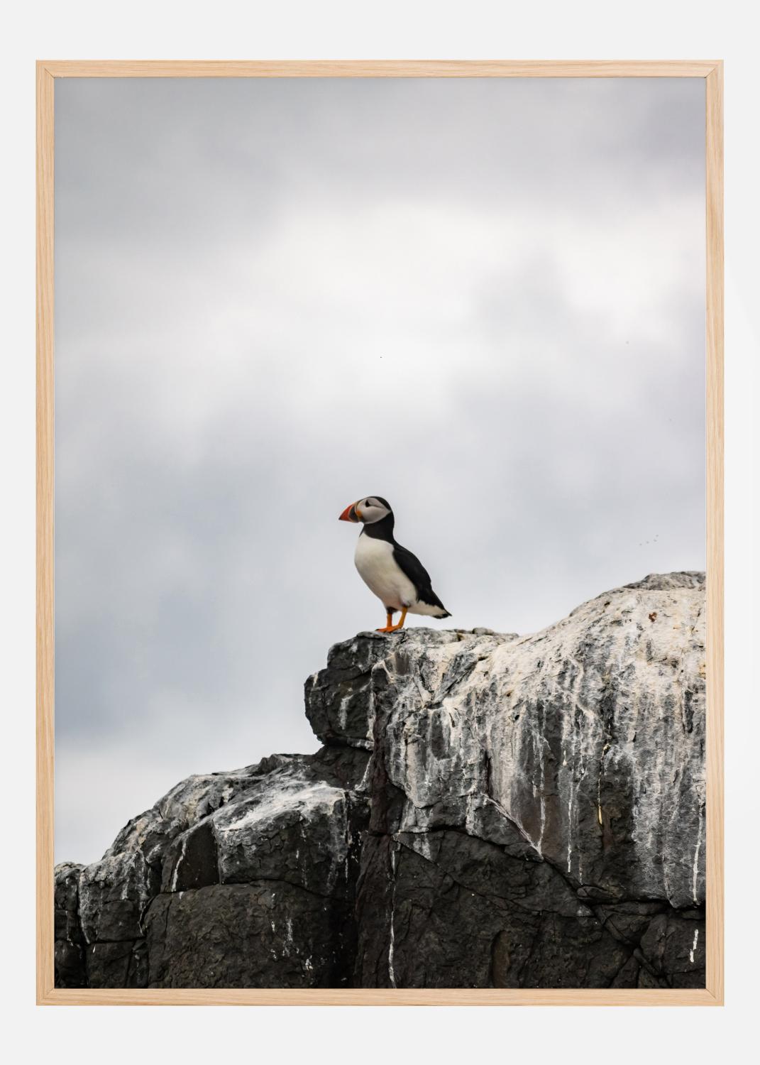Product Image for Puffin Poster (30x40 cm)