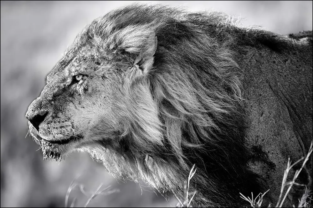 Lejon - 50x70 cm Poster