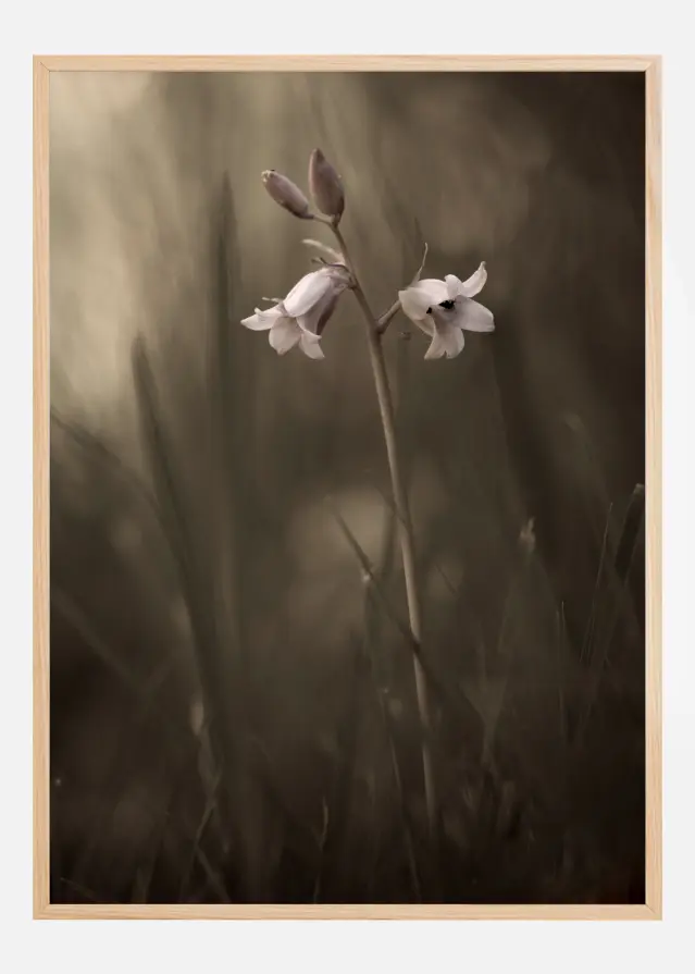 A Small Flower On The Ground Poster