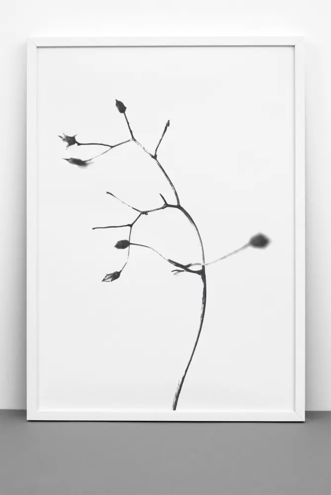 One Must Dash - A Rose is A Rose is A Rose - 50x70 cm Poster