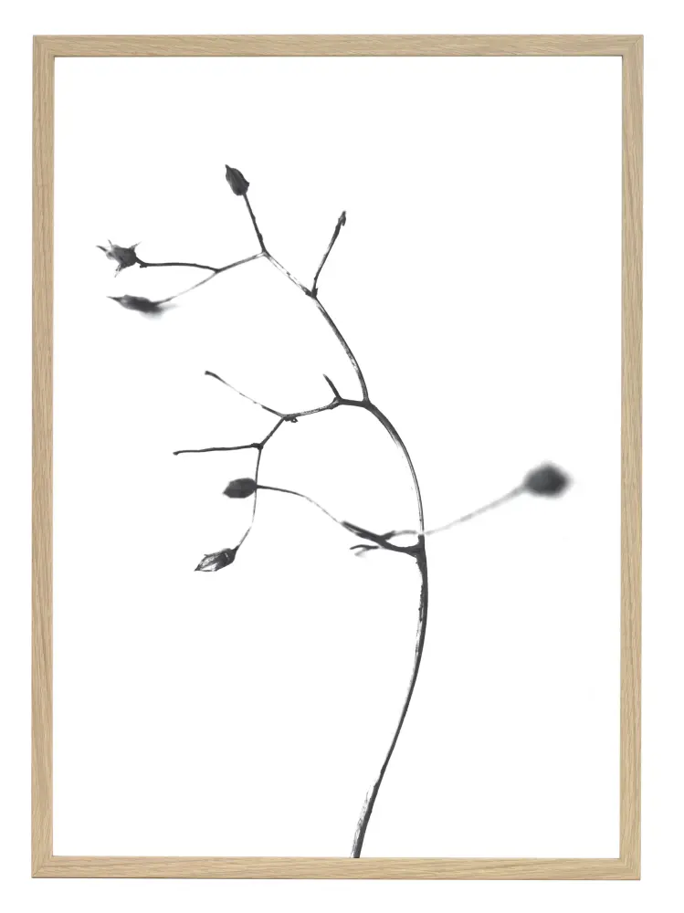 One Must Dash - A Rose is A Rose is A Rose - 50x70 cm Poster
