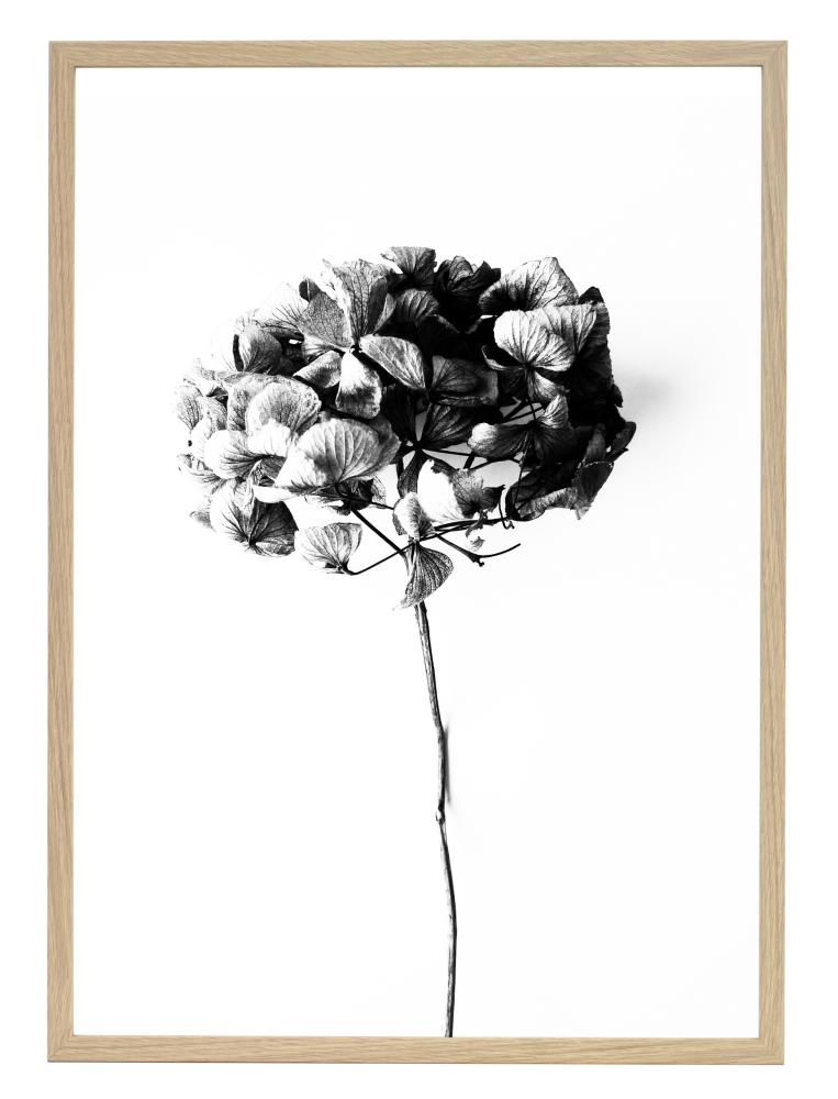 One Must Dash - Honey Honey - 50x70 cm Poster