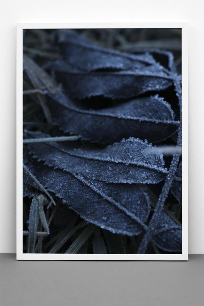 One Must Dash - Frost - 30x40 cm Poster