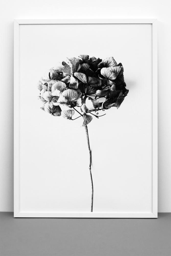 One Must Dash - Honey Honey - 50x70 cm Poster