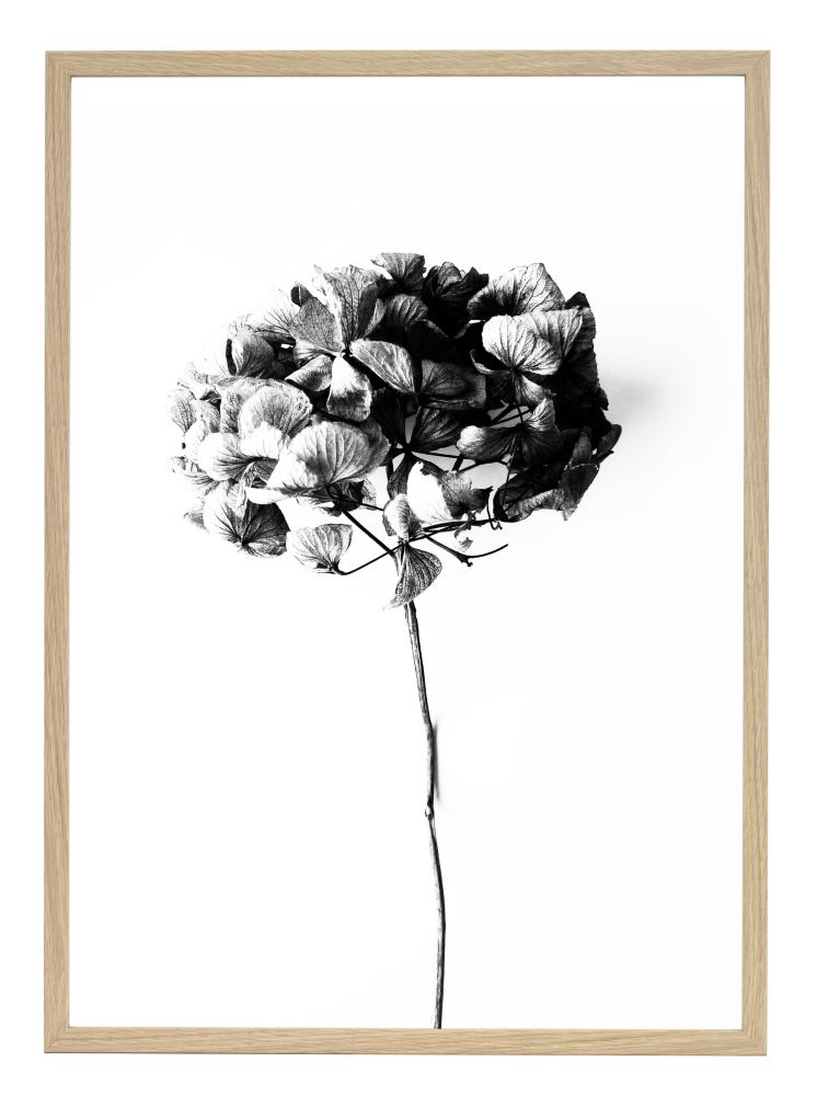 One Must Dash - Honey Honey - 50x70 cm Poster