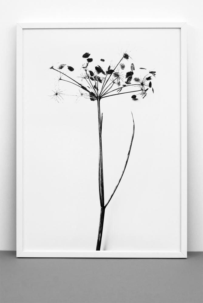 One Must Dash - I do I do I do - 50x70 cm Poster