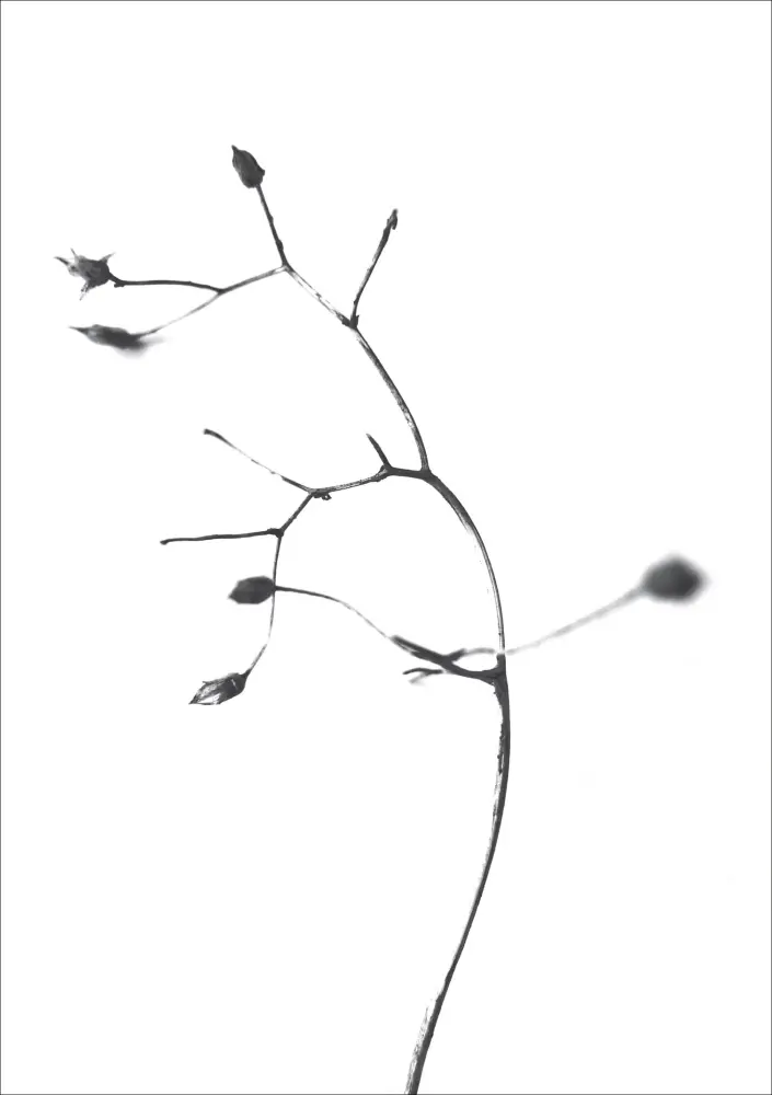 One Must Dash - A Rose is A Rose is A Rose - 50x70 cm Poster