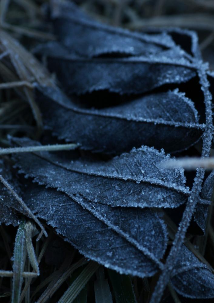 One Must Dash - Frost - 30x40 cm Poster