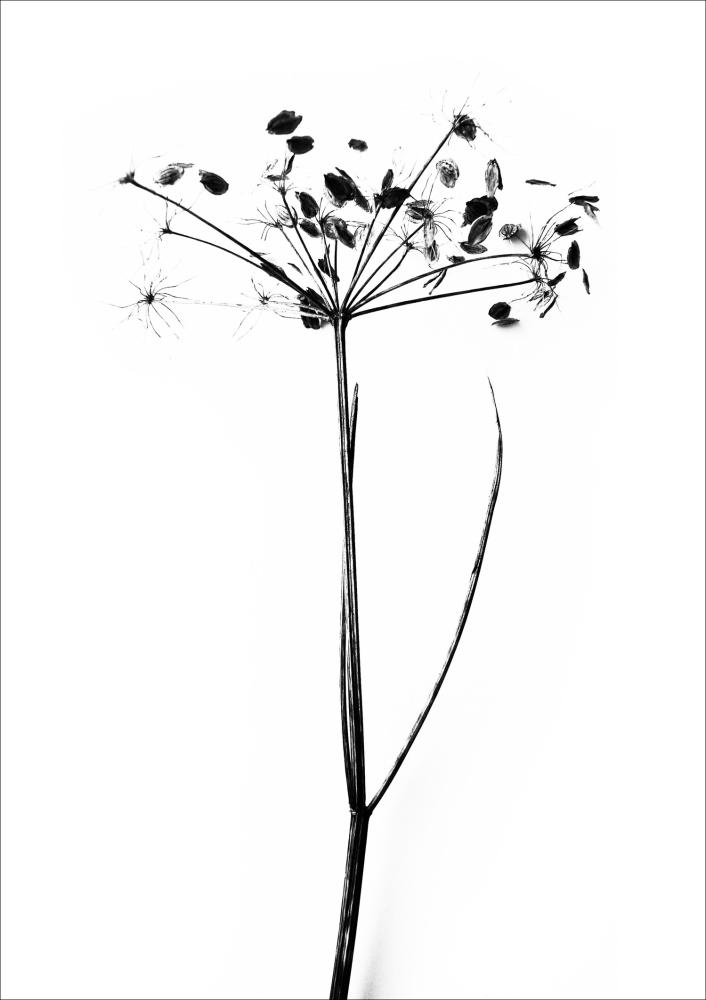 One Must Dash - I do I do I do - 50x70 cm Poster