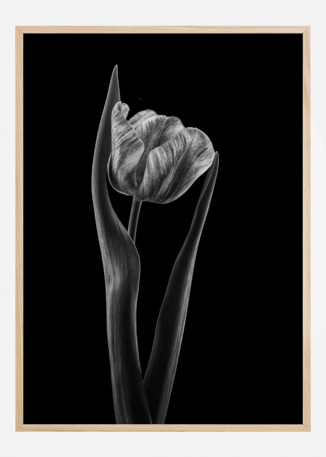 Product Image for Rembrandt Tulip Poster (70x100 cm)