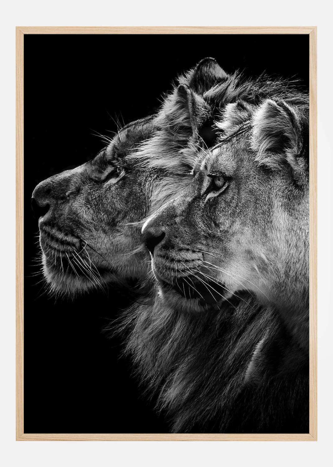 Product Image for Lion and  lioness portrait Poster (40x50 cm)