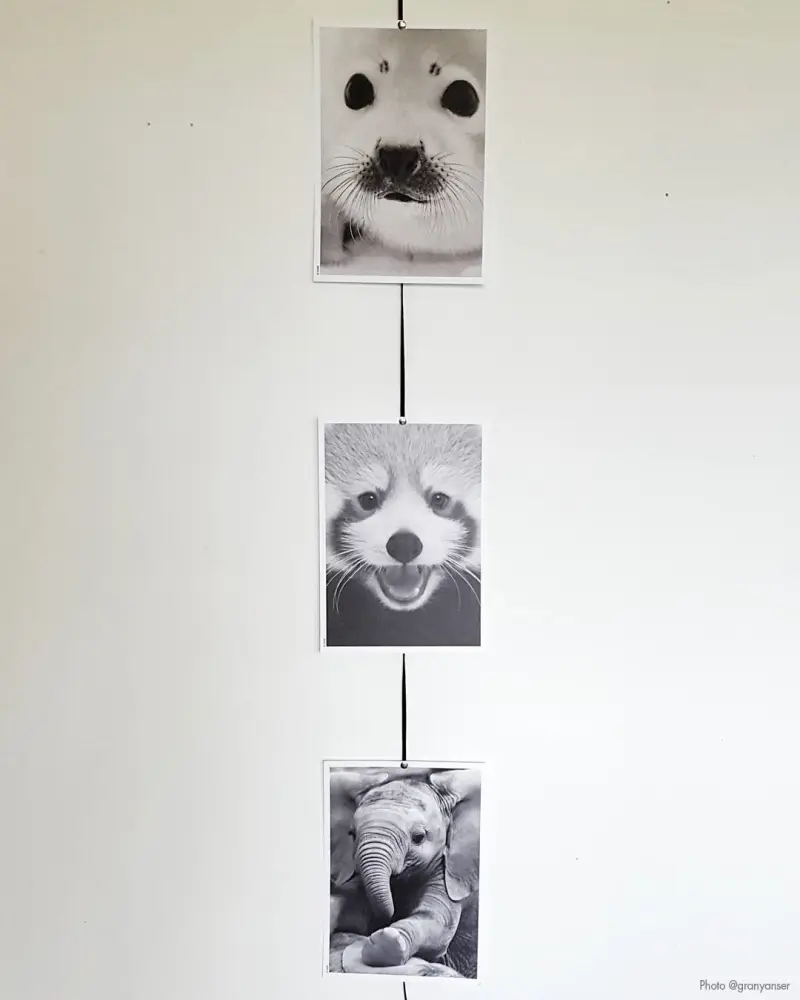Baby Red Panda Poster