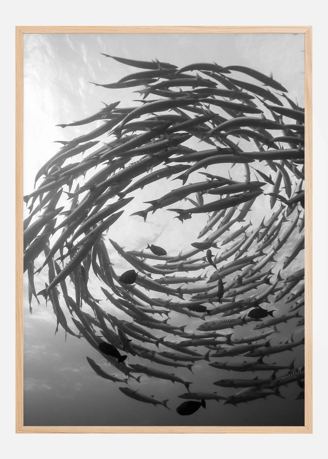 Product Image for Barracuda Tornado Poster (21x29.7 cm (A4))