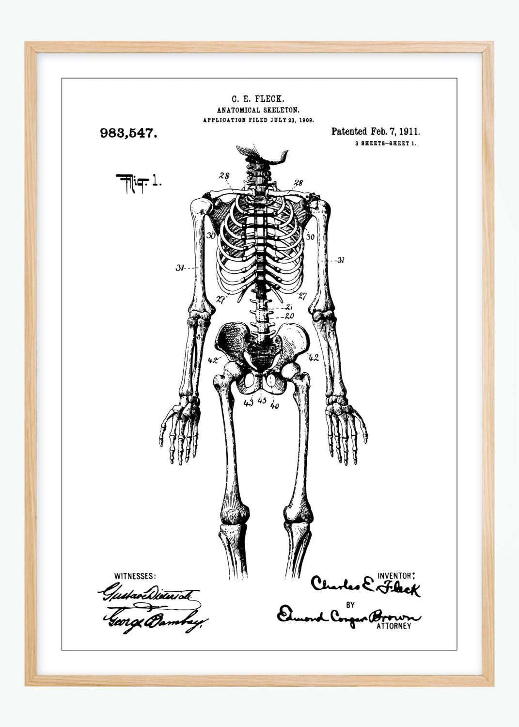 Patentritning - Anatomiskt Skelett I Poster (21x29.7 cm (A4))
