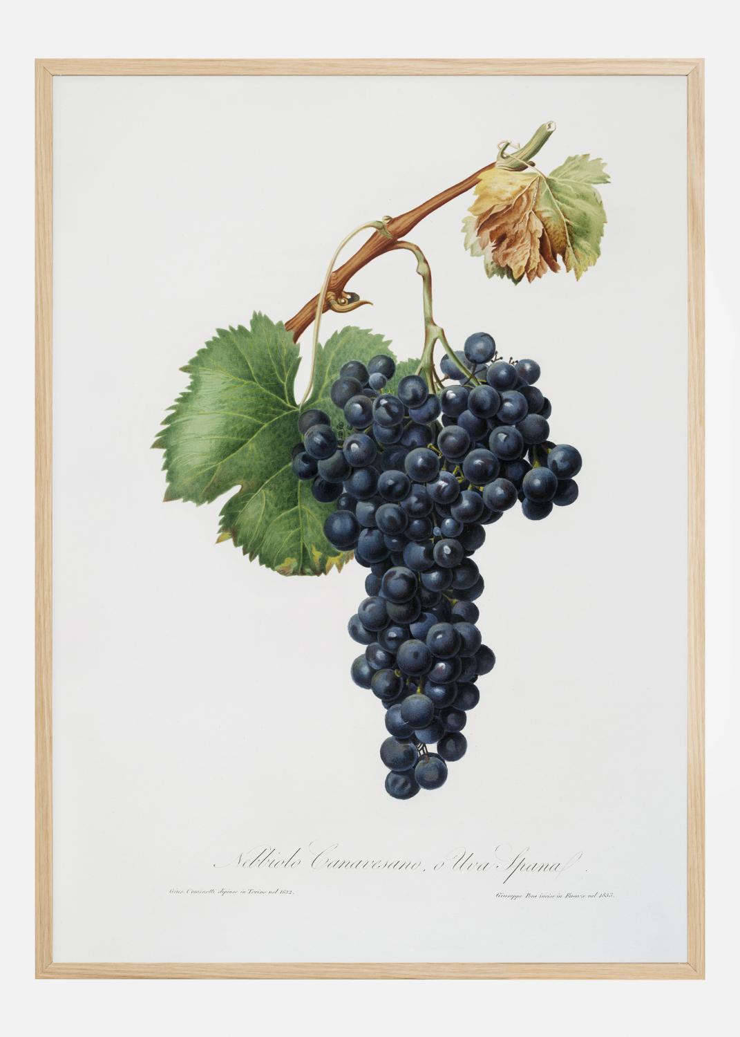 Grapes Poster (30x40 cm)