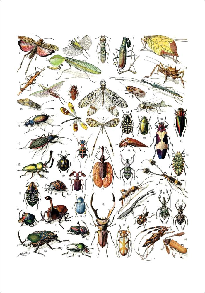 Skolinsekter II Poster