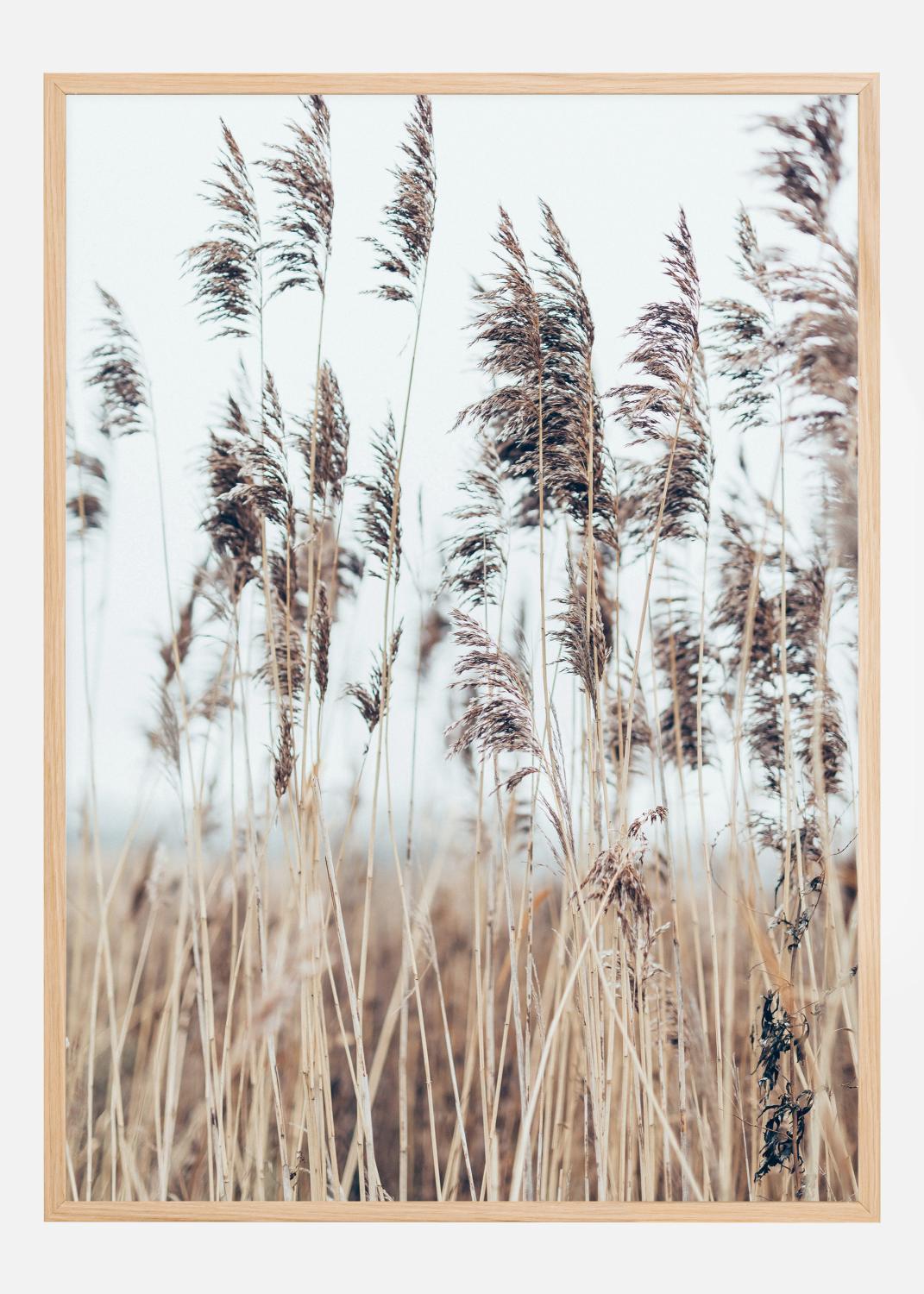 Product Image for Swaying Reed II Poster (50x70 cm)