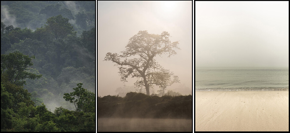Tre posters med naturmotiv - regnskog, träd i dimma, tom strand